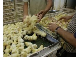 Chicken_sexer